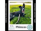 Adopt Phineas (Sweet Siblings) 012724 a Shepherd, Border Collie