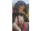 Adopt Waffles a Beagle, Basset Hound