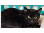 Adopt Benny a Domestic Medium Hair