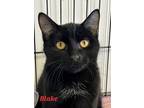 Adopt Blake a Domestic Short Hair