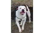 Adopt Gucci a Pit Bull Terrier