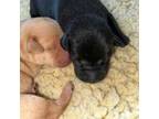Labrador Retriever Puppy for sale in Oxford, WI, USA