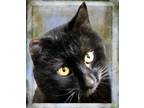 Adopt Cinder a Domestic Medium Hair