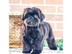 Shih Tzu Puppy for sale in Syracuse, IN, USA