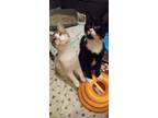 Adopt Rosie and Grimace a Domestic Short Hair