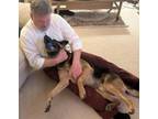 Adopt Raven a German Shepherd Dog