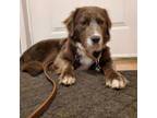 Adopt Java a Labrador Retriever, Spaniel