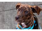 Adopt Brock a Plott Hound, American Staffordshire Terrier