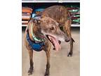 Adopt Phil's Realm a Greyhound