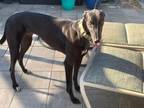 Adopt Seaborg Bale (Caesar) a Greyhound