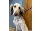 Adopt Romeo Cafe a Standard Poodle