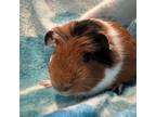 Adopt Buckwheat a Guinea Pig