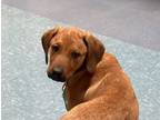 Adopt Purple a Labrador Retriever, Hound