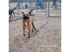 Adopt Bologna a Pit Bull Terrier