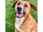 Adopt Garrison a Black Mouth Cur, English Foxhound