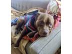 Adopt Potato a Pit Bull Terrier