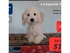 Maltipoo Puppy for sale in Tucson, AZ, USA