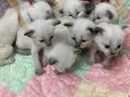 Annamae And Kolar's Litter