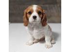 Cavalier King Charles Spaniel Puppy for sale in Clark, MO, USA