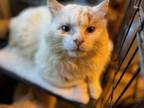 Adopt Toffee a Domestic Long Hair