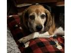 Adopt Porthos a Beagle