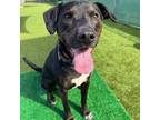 Adopt Charlie (The Sweetness is Real) a Black Labrador Retriever