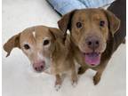 Adopt Rubin & Cherise Bonded Pair a Chocolate Labrador Retriever