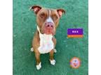 Adopt REX a Pit Bull Terrier, Mixed Breed