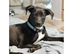 Adopt Bodhi - Beetlejuice a Pit Bull Terrier, Mixed Breed