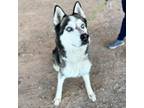 Adopt ACHILLES a Siberian Husky, Mixed Breed