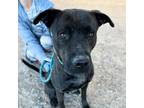 Adopt Trev a Pit Bull Terrier, Mixed Breed