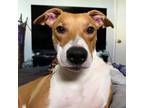 Adopt Stanley a Basenji, Mixed Breed