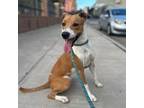 Adopt Stanley a Basenji, Mixed Breed