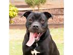 Adopt Kage* a Pit Bull Terrier, Mixed Breed