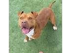 Adopt Bowie* a Pit Bull Terrier, Mixed Breed