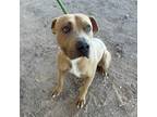 Adopt Biscotti a Pit Bull Terrier, Mixed Breed