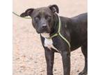 Adopt Antonio a Pit Bull Terrier, Mixed Breed