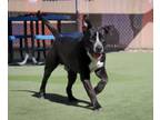 Adopt Joseph Gordon-Levitt a Pit Bull Terrier, Mixed Breed