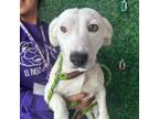 Adopt Doodle* a Dachshund, Pit Bull Terrier