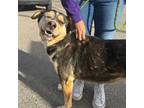 Adopt Blackbeard* a Rottweiler, Mixed Breed