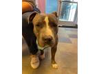 Adopt Happy a Pit Bull Terrier, Mixed Breed