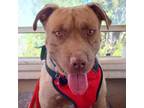 Adopt Guero a Pit Bull Terrier, Labrador Retriever