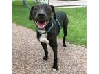 Adopt Negroni a Pit Bull Terrier, Mixed Breed
