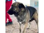 Adopt Eggbert* a Anatolian Shepherd, Mixed Breed