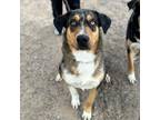 Adopt Barney* a Catahoula Leopard Dog, Mixed Breed