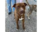 Adopt Pastrami a Pit Bull Terrier, Mixed Breed