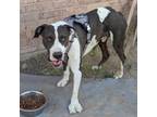 Adopt SPOCK a Pit Bull Terrier, Mixed Breed