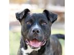 Adopt Bean Sprout* a Pit Bull Terrier, Mixed Breed