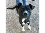 Adopt Bean Sprout* a Pit Bull Terrier, Mixed Breed