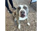 Adopt Nibbler a Pit Bull Terrier, Mixed Breed